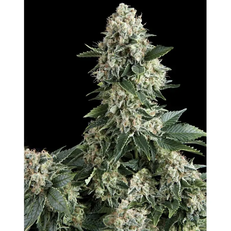 NEW YORK CITY PYRAMID