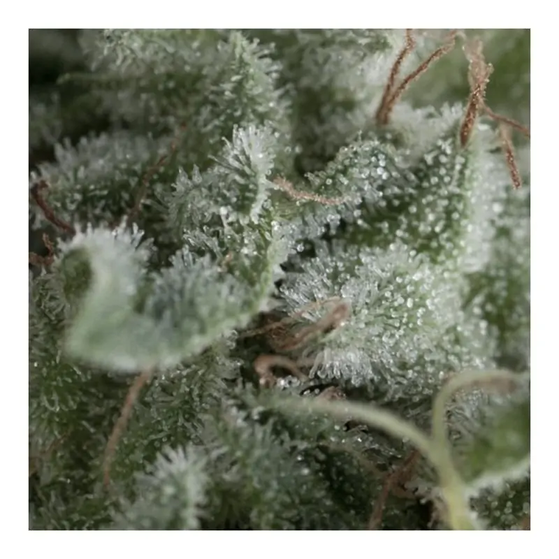 Auto Nefertiti PYRAMID