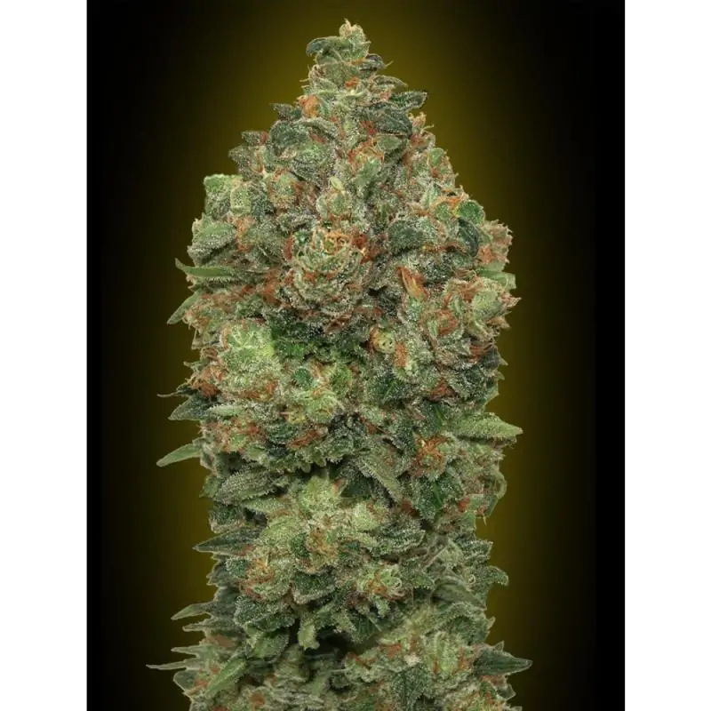 Auto Critical Soma advanced seeds