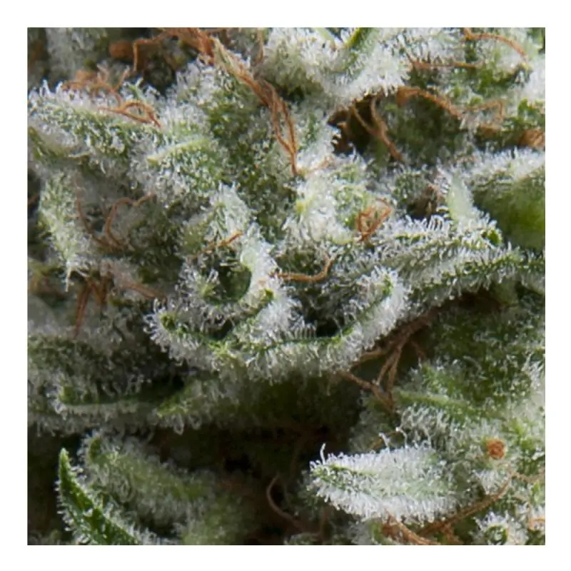 Auto Anesthesia PYRAMID