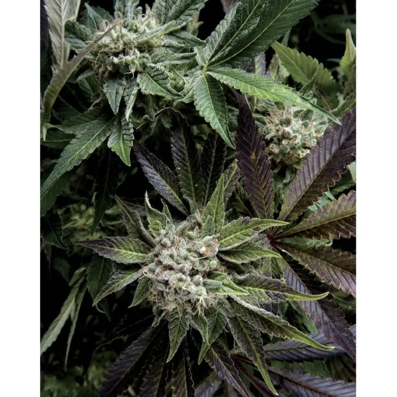 BLUE PYRAMID PYRAMID