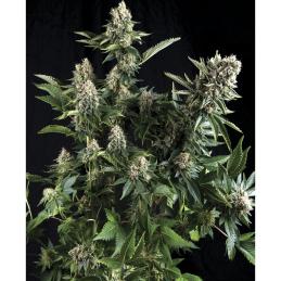 Auto White Widow PYRAMID