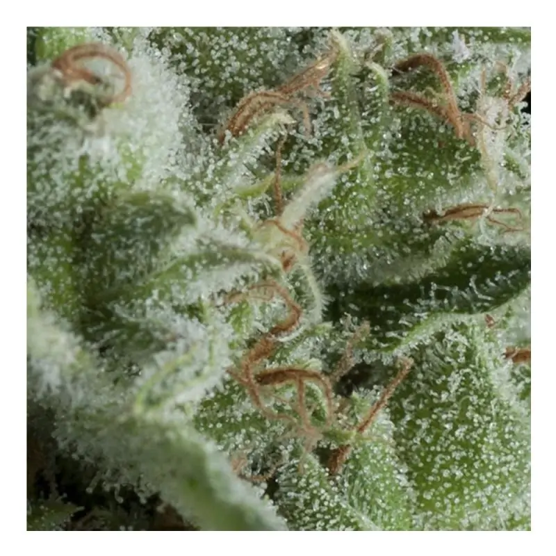 AUTO KRYPTONITE PYRAMID