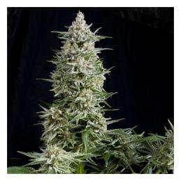 Amnesia Gold PYRAMID