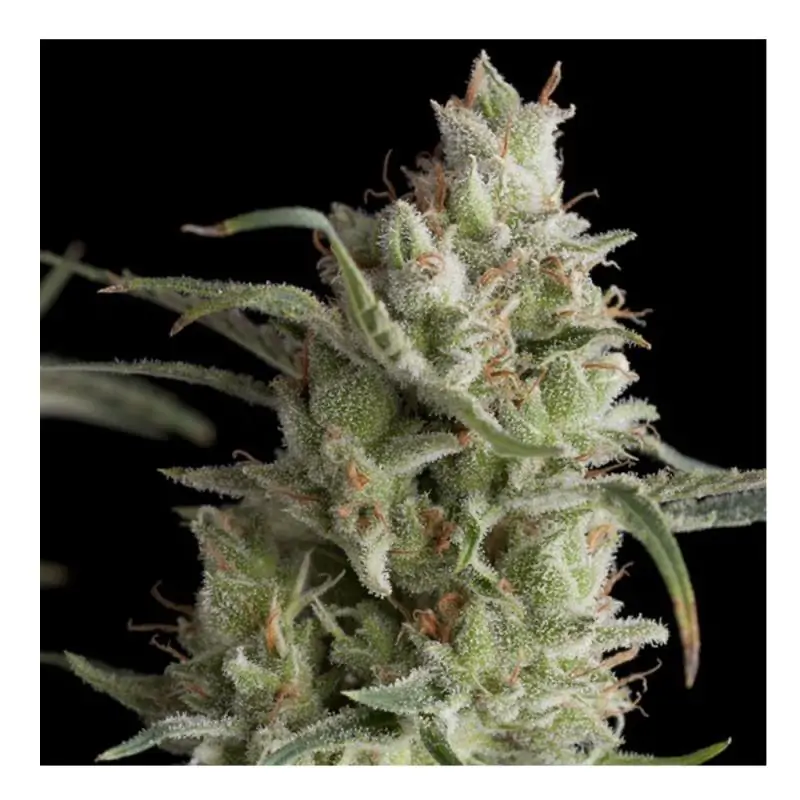 Super OG Kush PYRAMID