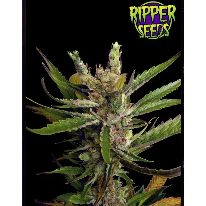 Ripper Haze RIPPER SEEDS