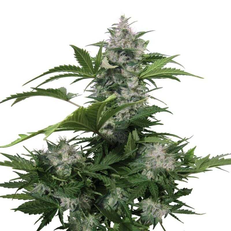 Auto White Dwarf Auto White Dwarf