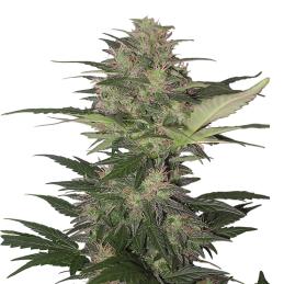 Auto Red Dwarf