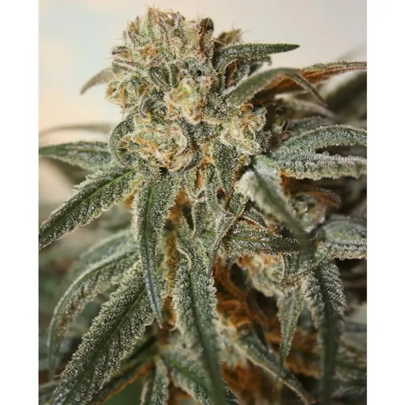 ZOMBIE KUSH RIPPER SEEDS