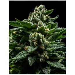 DO-G RIPPER SEEDS