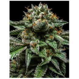 Chempie RIPPER SEEDS
