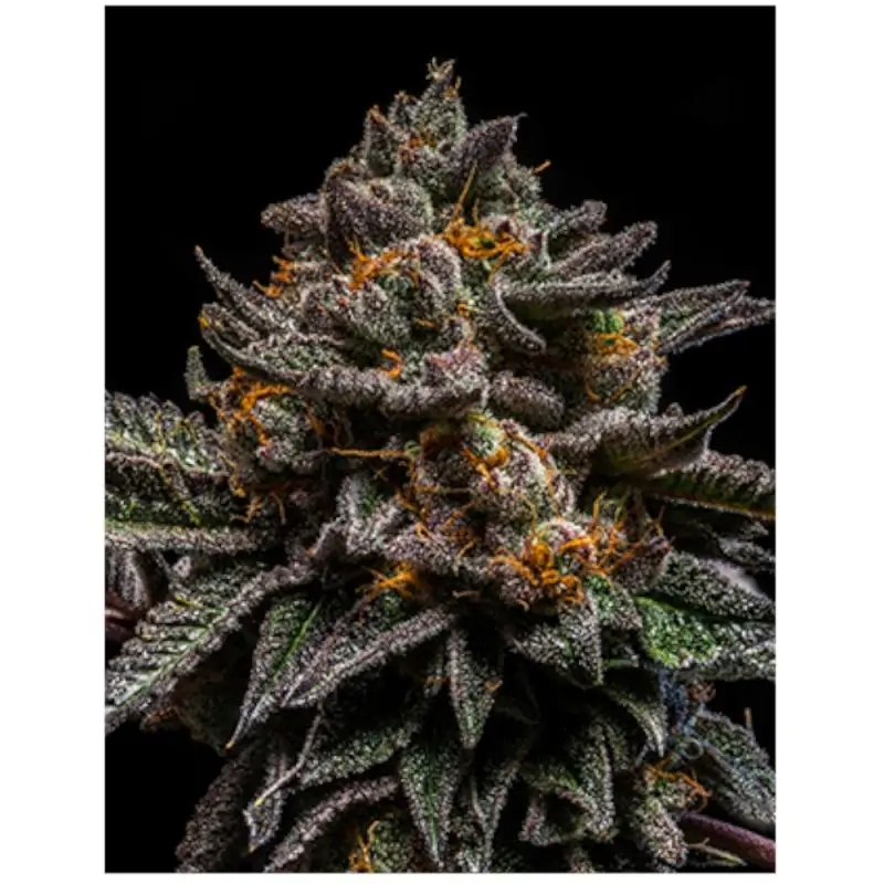 BRAIN CAKE RIPPER SEEDS