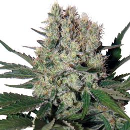 Auto Syrup