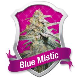 BLUE MISTIC ROYAL QUEEN