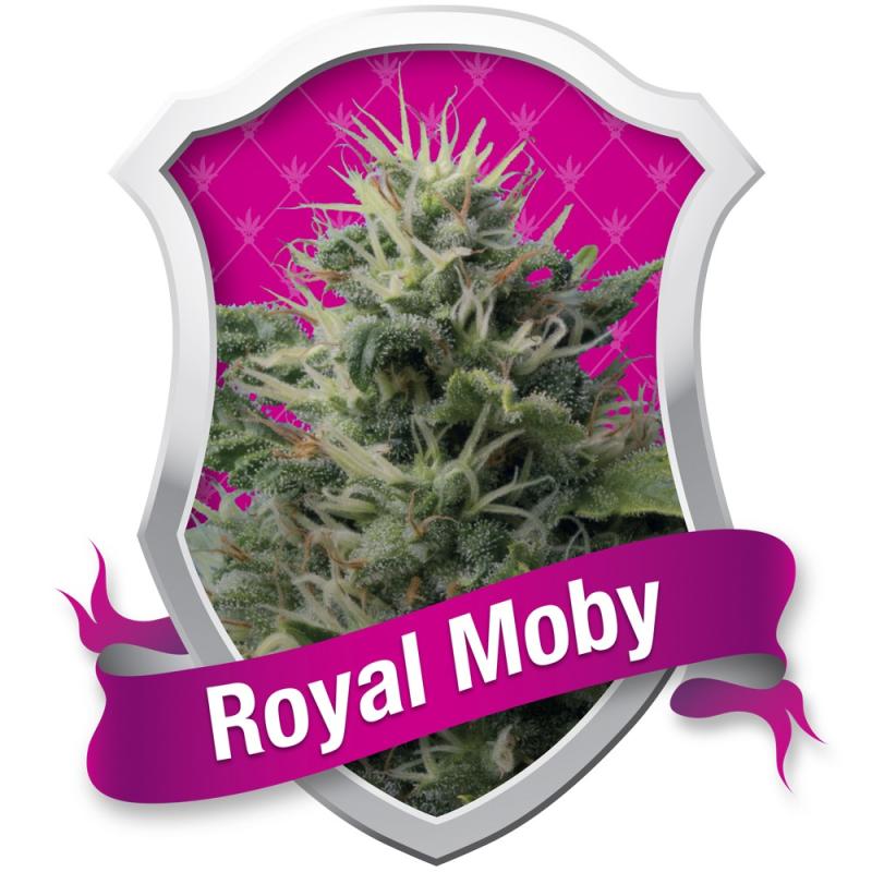 Royal Moby - Royal Queen Seeds - Sativagrowshop.com