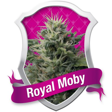 Royal Moby - Royal Queen Seeds - Sativagrowshop.com