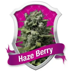 HAZE BERRY ROYAL QUEEN