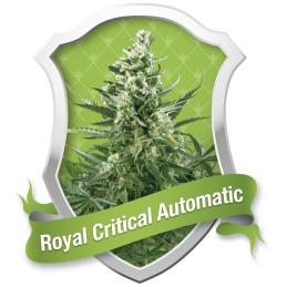 ROYAL CRITICAL AUTOMATIC ROYAL QUEEN