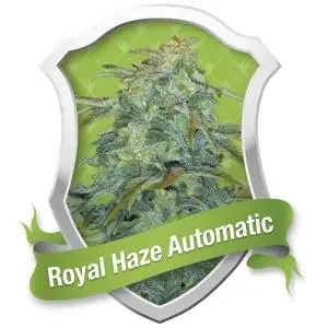 Auto Royal Haze