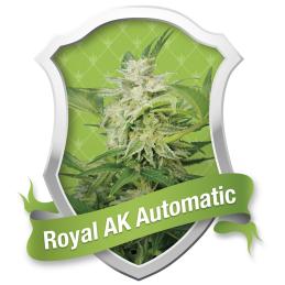 Royal AK Automatic ROYAL QUEEN