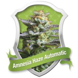 Amnesia Haze Automatic ROYAL QUEEN