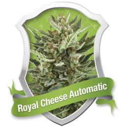 ROYAL CHEESE AUTOMATIC ROYAL QUEEN
