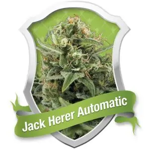 Auto Royal Jack