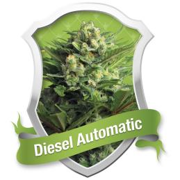 DIESEL AUTOMATIC ROYAL QUEEN