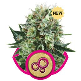 Bubble Kush ROYAL QUEEN
