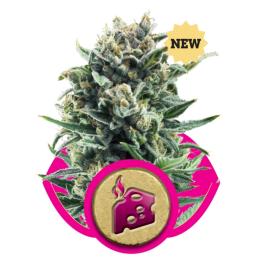 BLUE CHEESE ROYAL QUEEN