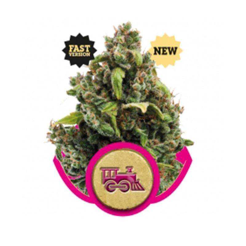 Candy Kush Express - Fast ROYAL QUEEEN