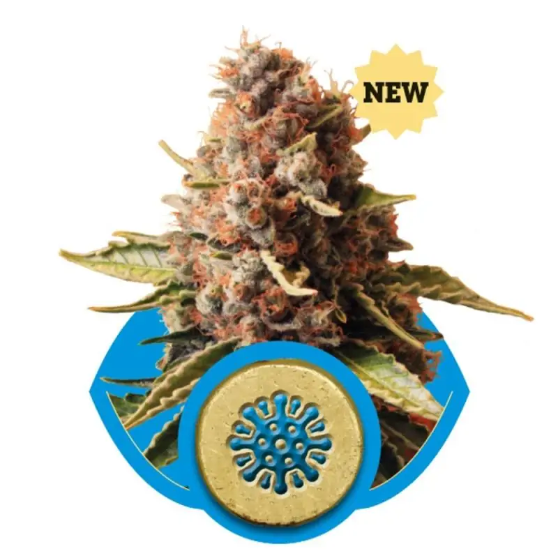 EUPHORIA ROYAL QUEEN