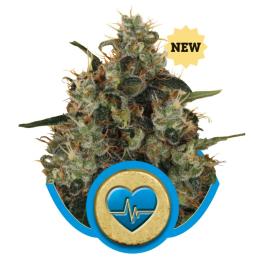 Medical Mass ROYAL QUEEN
