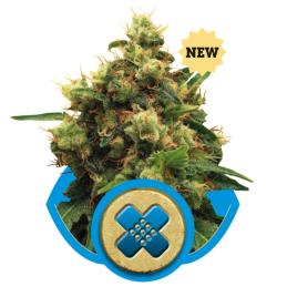 PAINKILLER XL ROYAL QUEEN