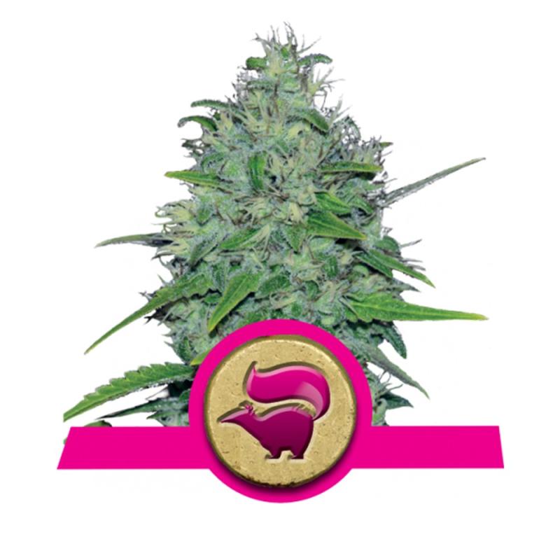 Skunk XL - Royal Queen Seeds - Sativagrowshop.com
