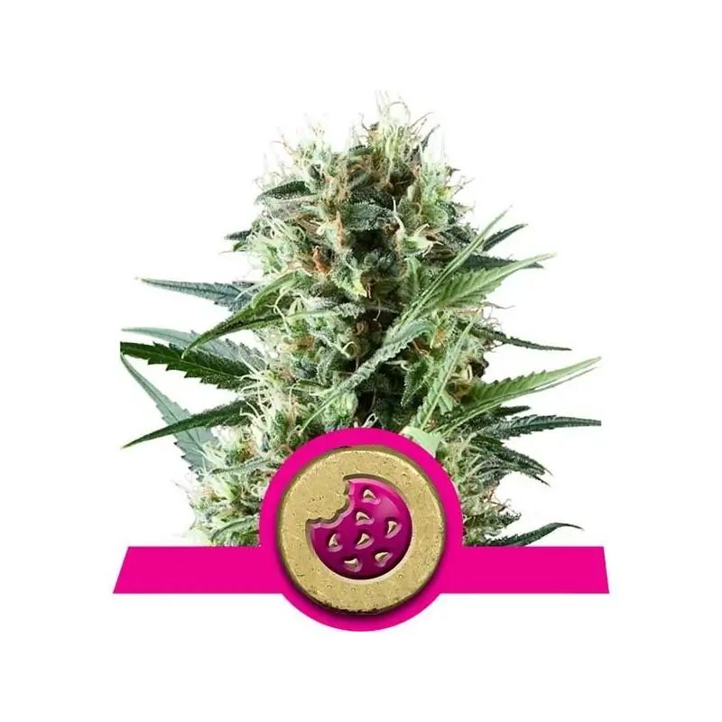 ROYAL COOKIES ROYAL QUEEN