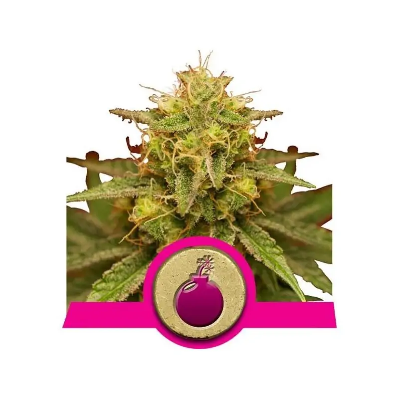 Royal Domina