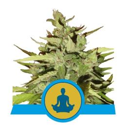 Auto Stress Killer CBD