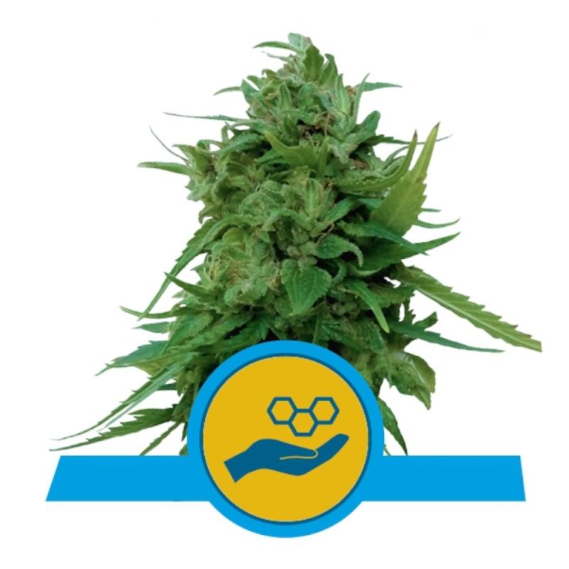Solomatic CBD  - Royal Queen Seeds - Sativagrowshop.com