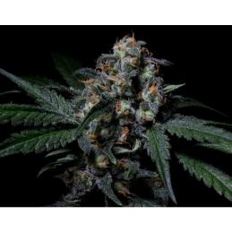 Negra 44 R-KIEM