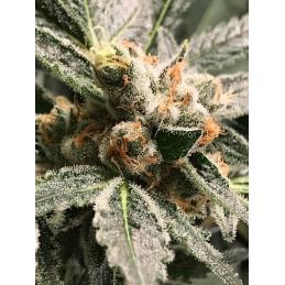 Dark Kush Auto R-KIEM