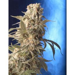 AK-47