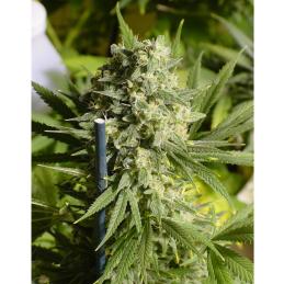 Double Dutch SERIOUS SEEDS