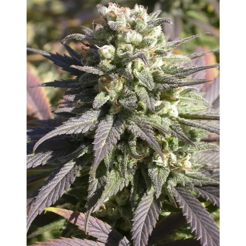 Warlock SERIOUS SEEDS