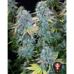 Serious Happiness SERIOUS SEEDS