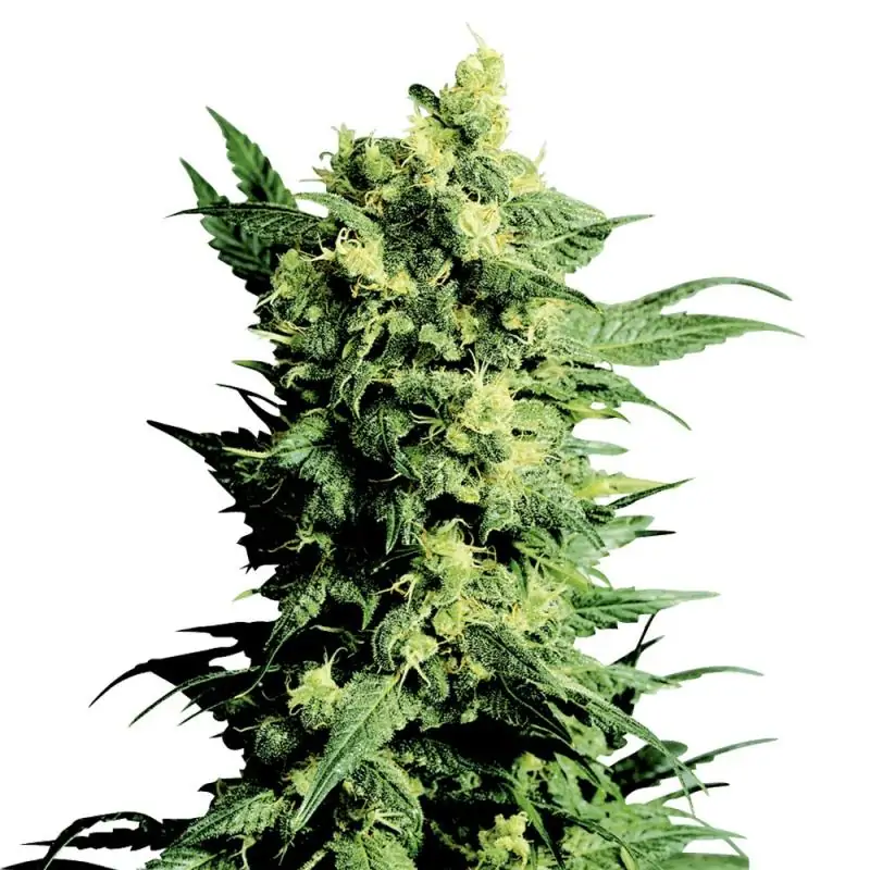 Shiva Shanti I sensi seeds