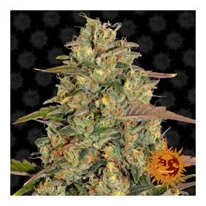 Amnesia Lemon Barney´s Farm sativagrowshop.com