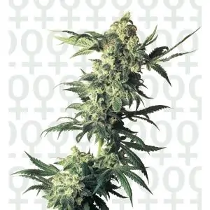 Northern Lights Regular SENSI SEEDS