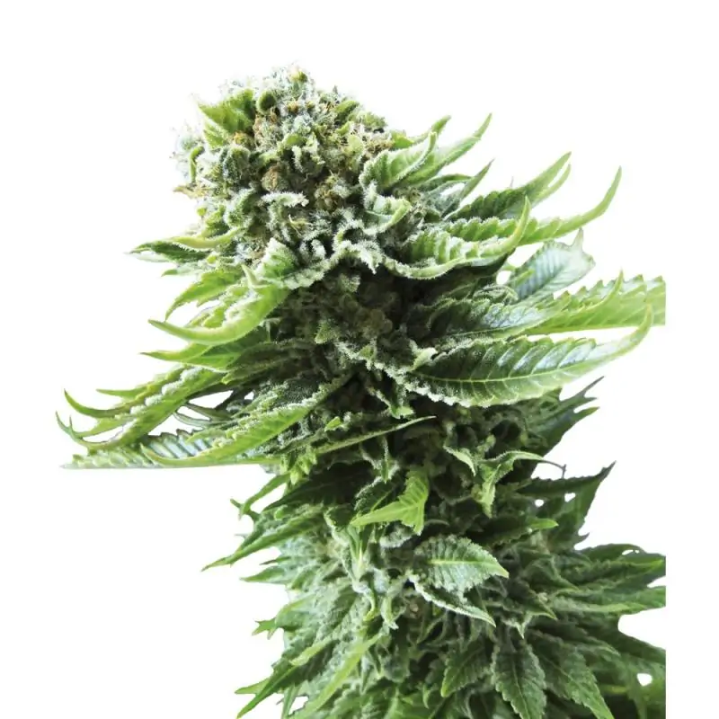 Auto Northern Lights