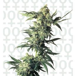 Northern Lights Feminizada senis seeds